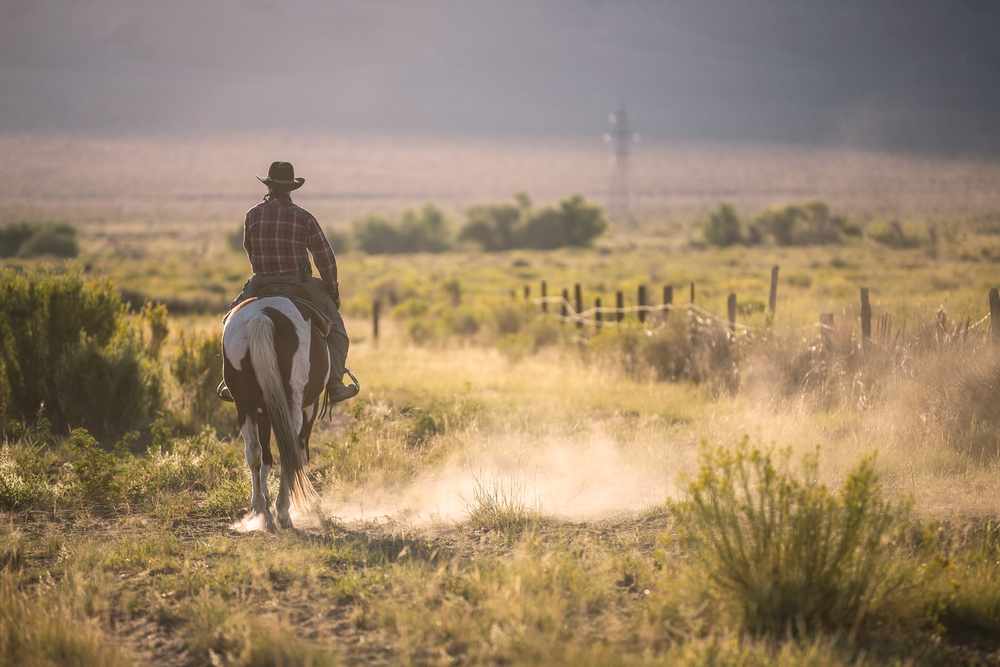 cowboy cattle drive adventures