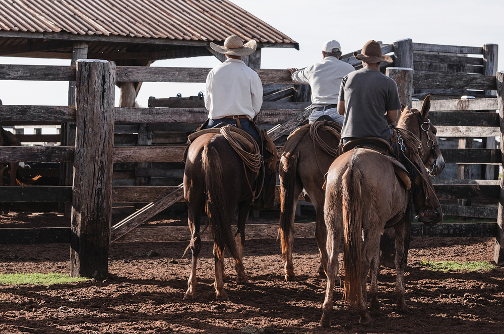 cowboy cattle drive