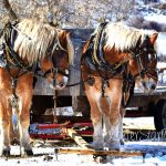 Image for Cowboy Cattle Drive – Livin a Cowboy Adventure
