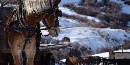 Cowboy Cattle Drive- Drivin Cattle